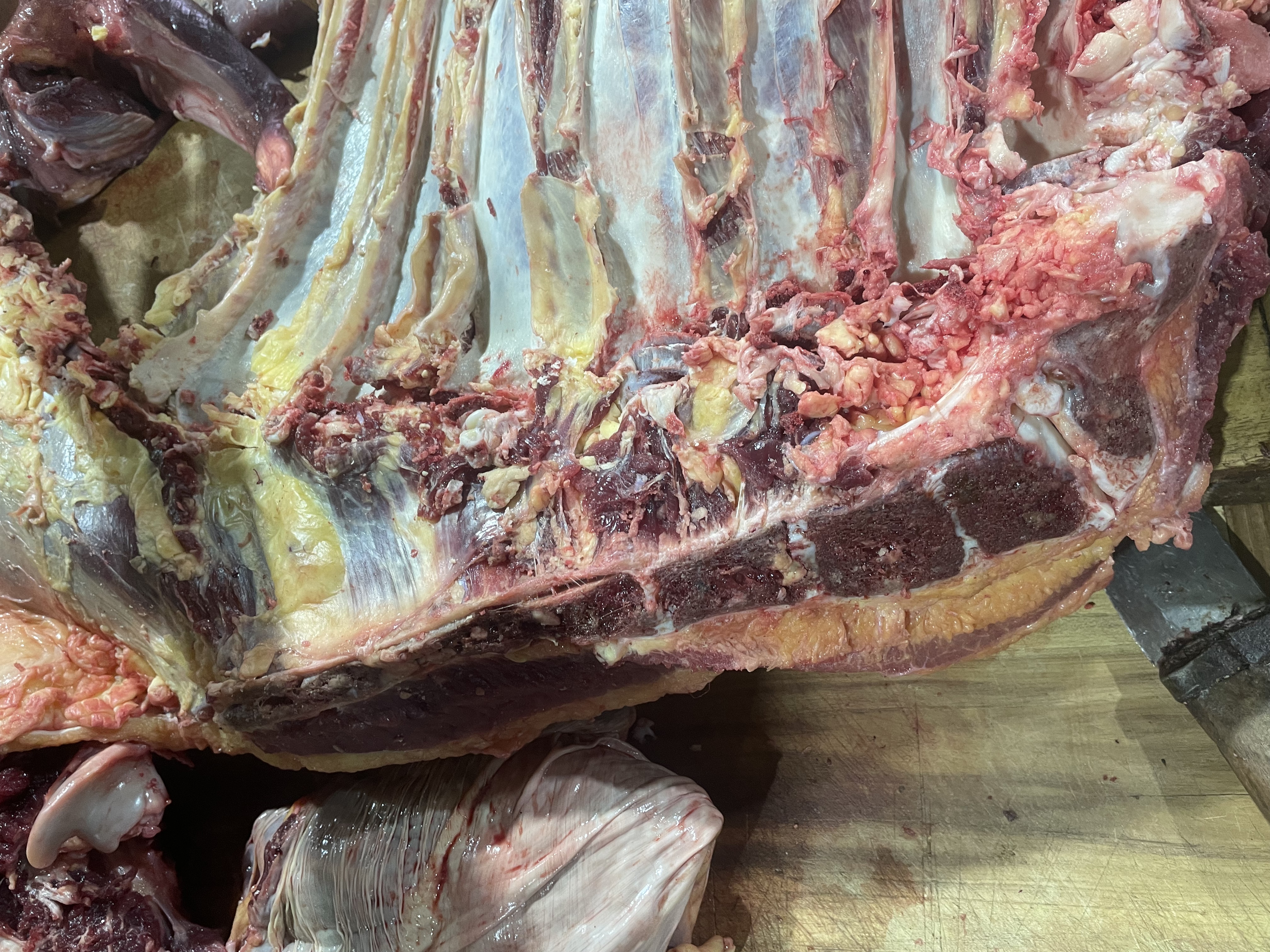 Poitrine de bœuf