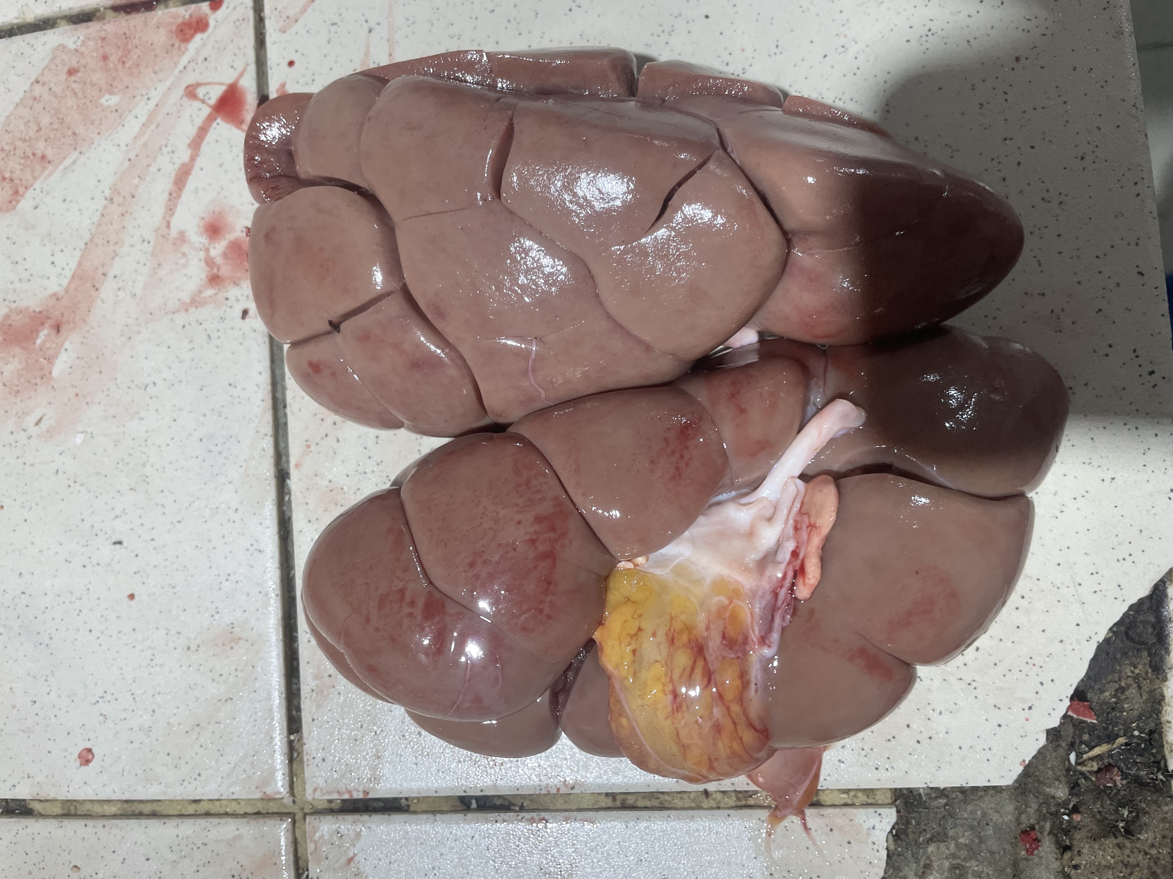 Rognon de bœuf